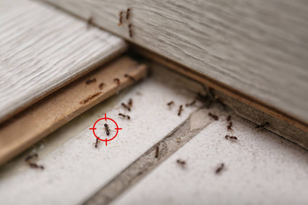Best Pest Control Near Me  in South Rockwood, MI