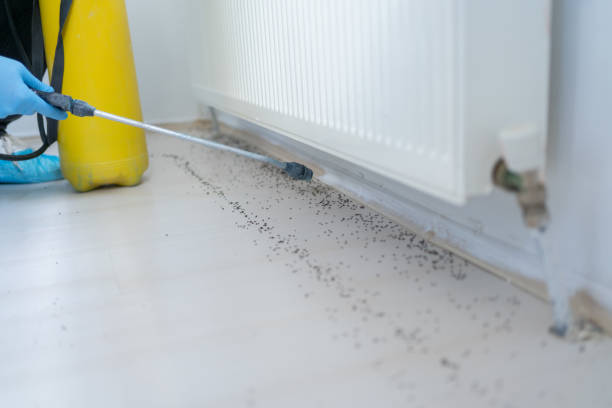 Professional Pest Control in South Rockwood, MI